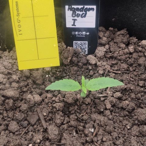 Random Bud 1 growlog timeline photo