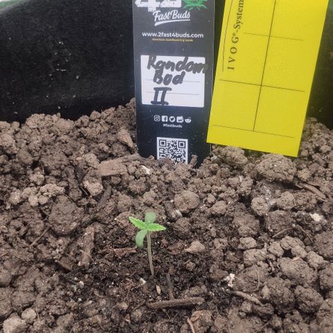 Random Bud 2 growlog timeline photo
