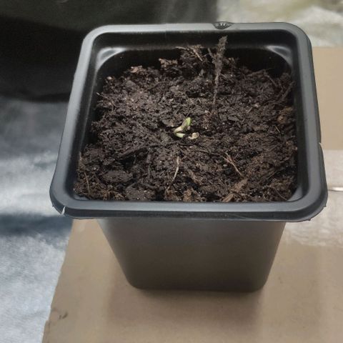 Random Bud 1 growlog photo: Geschlüpft 