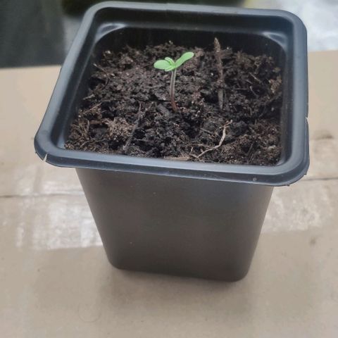 Random Bud 1 growlog timeline photo