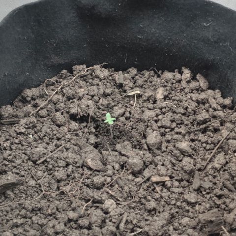 Random Bud 1 growlog timeline photo