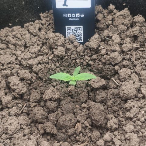 Random Bud 1 growlog timeline photo