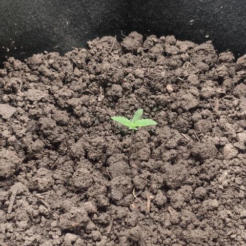 Random Bud 1 growlog timeline photo