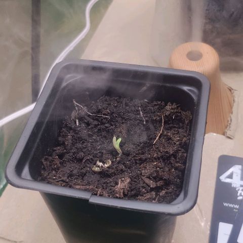 Random Bud 2 growlog timeline photo