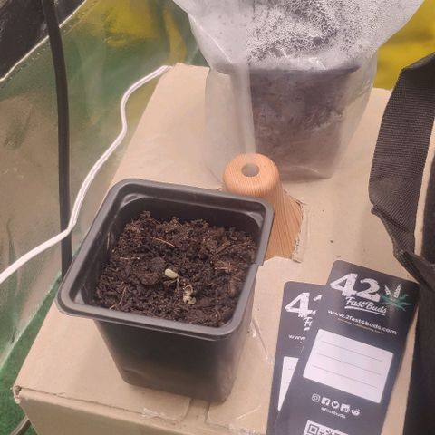 Random Bud 2 growlog timeline photo