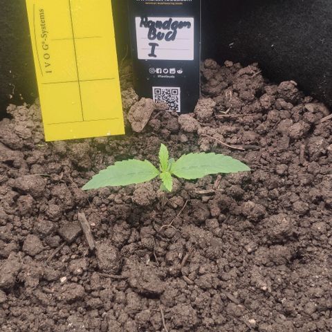 Random Bud 1 growlog timeline photo