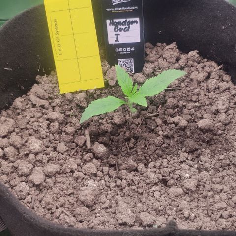 Random Bud 1 growlog timeline photo