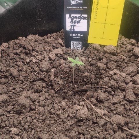 Random Bud 2 growlog timeline photo