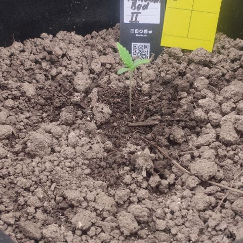 Random Bud 2 growlog timeline photo