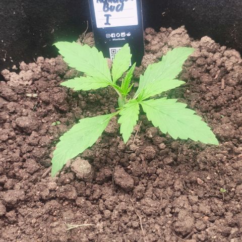 Random Bud 1 growlog timeline photo