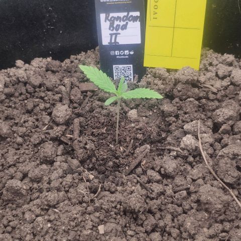 Random Bud 2 growlog timeline photo