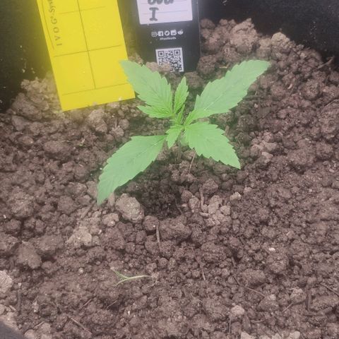Random Bud 1 growlog timeline photo