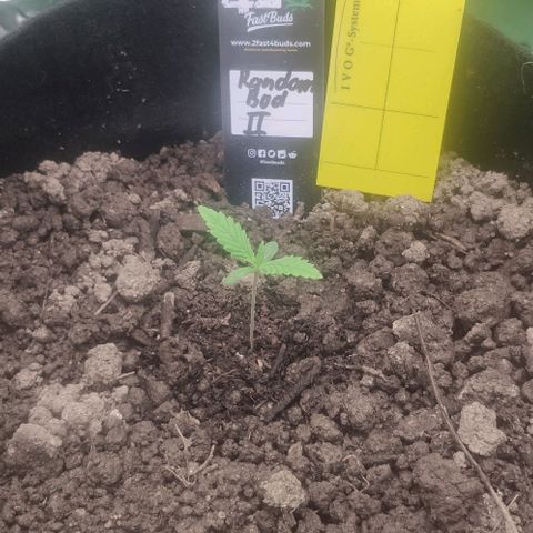 Random Bud 2 growlog timeline photo