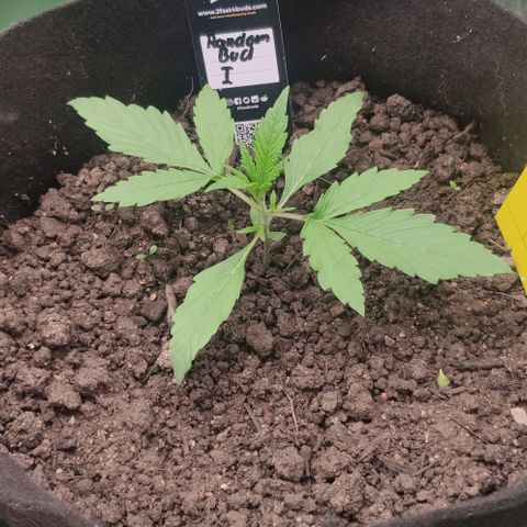 Random Bud 1 growlog timeline photo
