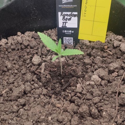 Random Bud 2 growlog timeline photo