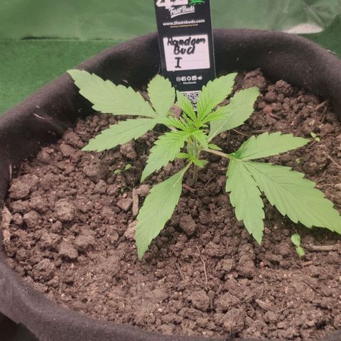 Random Bud 1 growlog timeline photo