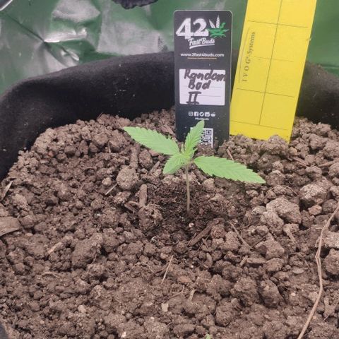 Random Bud 2 growlog timeline photo