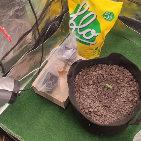 Random Bud 1 growlog timeline photo