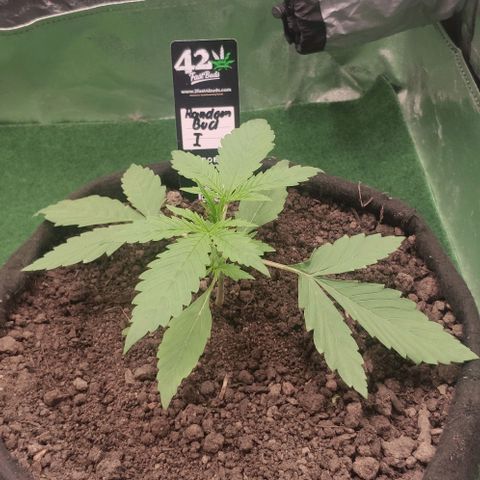 Random Bud 1 growlog timeline photo