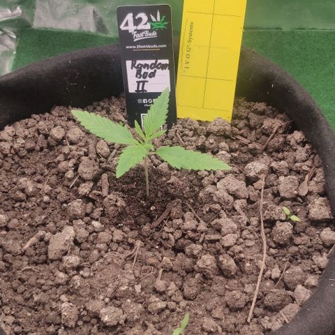 Random Bud 2 growlog timeline photo