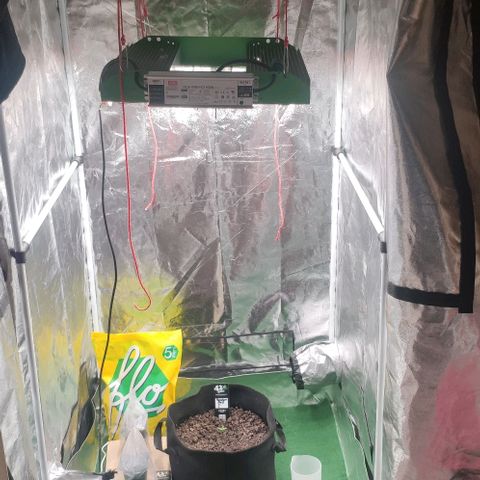 Random Bud 2 growlog timeline photo