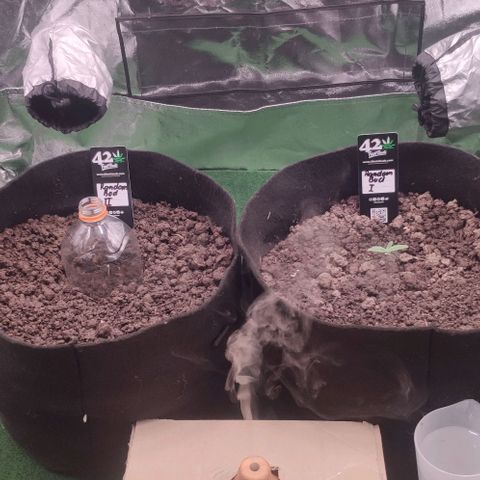 Random Bud 2 growlog timeline photo