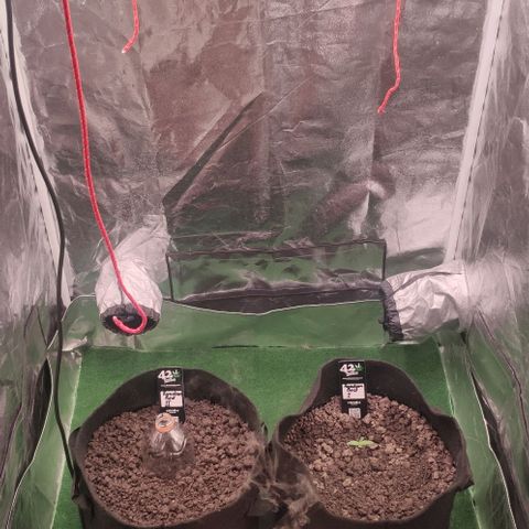 Random Bud 2 growlog timeline photo