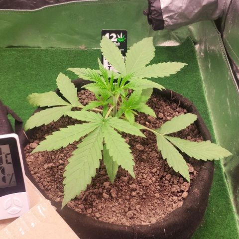 Random Bud 1 growlog timeline photo