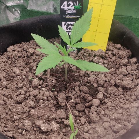 Random Bud 2 growlog timeline photo