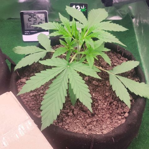 Random Bud 1 growlog timeline photo