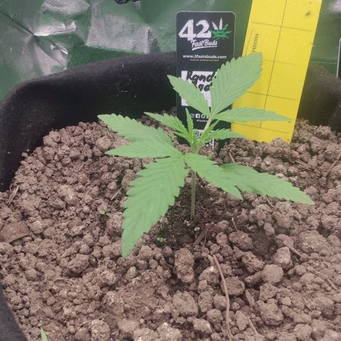 Random Bud 2 growlog timeline photo