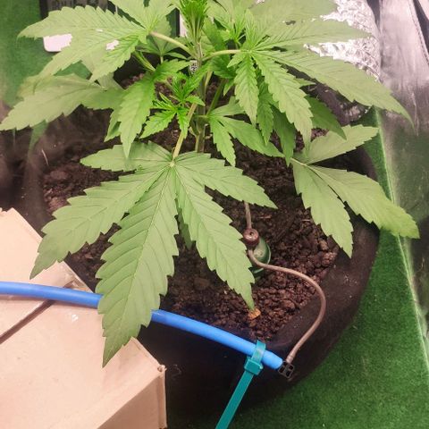 Random Bud 1 growlog timeline photo