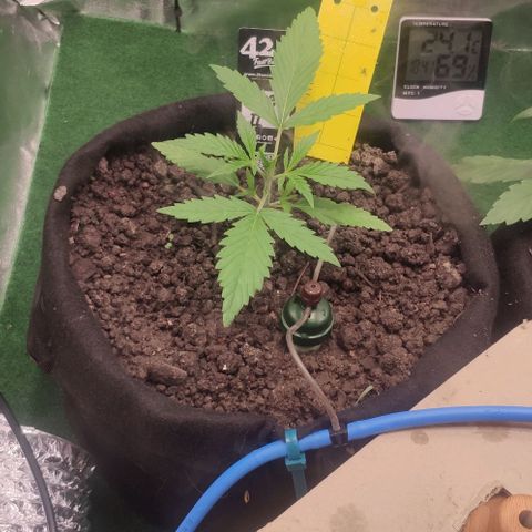 Random Bud 2 growlog timeline photo