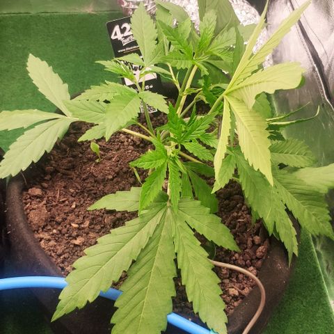 Random Bud 1 growlog photo: LST