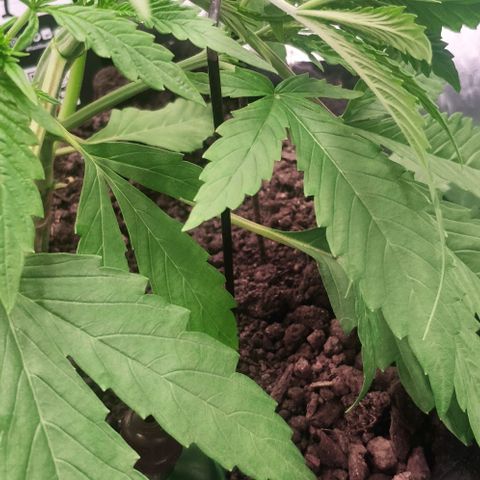 Random Bud 1 growlog photo: LST