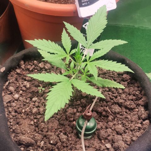 Random Bud 2 growlog timeline photo