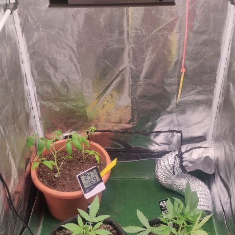 Random Bud 2 growlog timeline photo