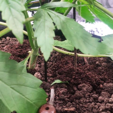 Random Bud 1 growlog timeline photo