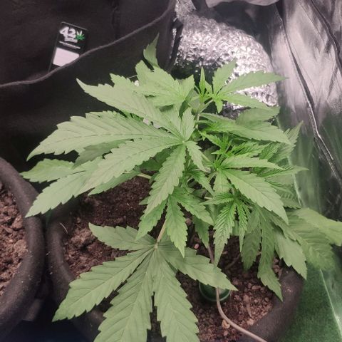 Random Bud 1 growlog timeline photo