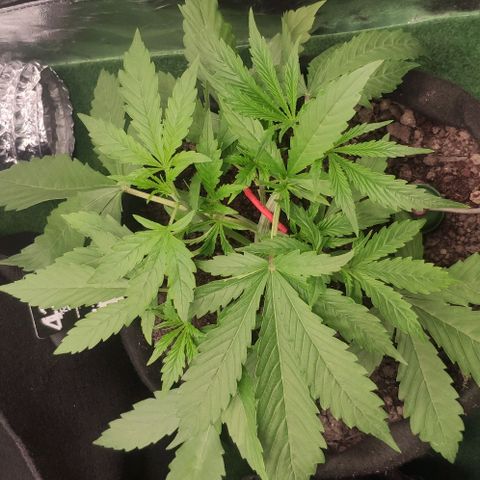 Random Bud 1 growlog timeline photo