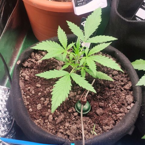Random Bud 2 growlog timeline photo