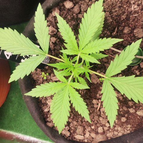 Random Bud 2 growlog timeline photo