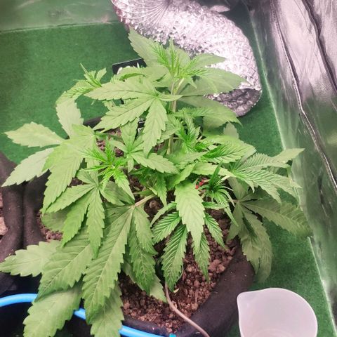 Random Bud 1 growlog timeline photo