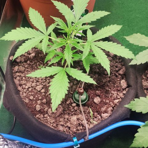 Random Bud 2 growlog timeline photo