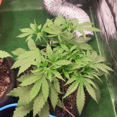 Random Bud 1 growlog timeline photo