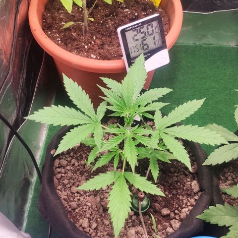 Random Bud 2 growlog timeline photo