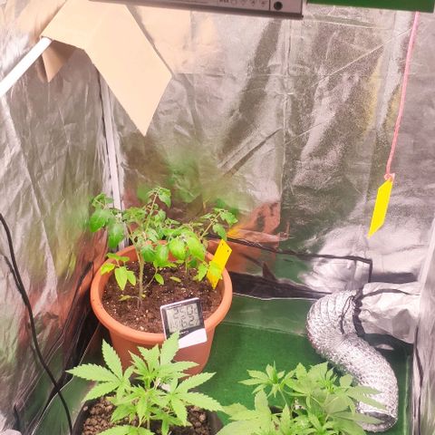 Random Bud 2 growlog timeline photo