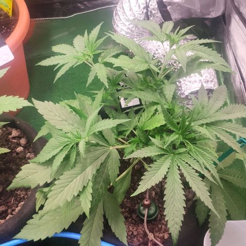 Random Bud 1 growlog timeline photo
