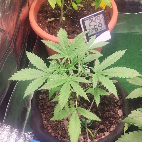 Random Bud 2 growlog timeline photo