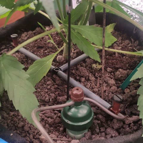 Random Bud 1 growlog timeline photo